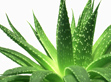 Aloe vera masszazs olaj